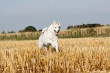 SIBERIAN HUSKY 035